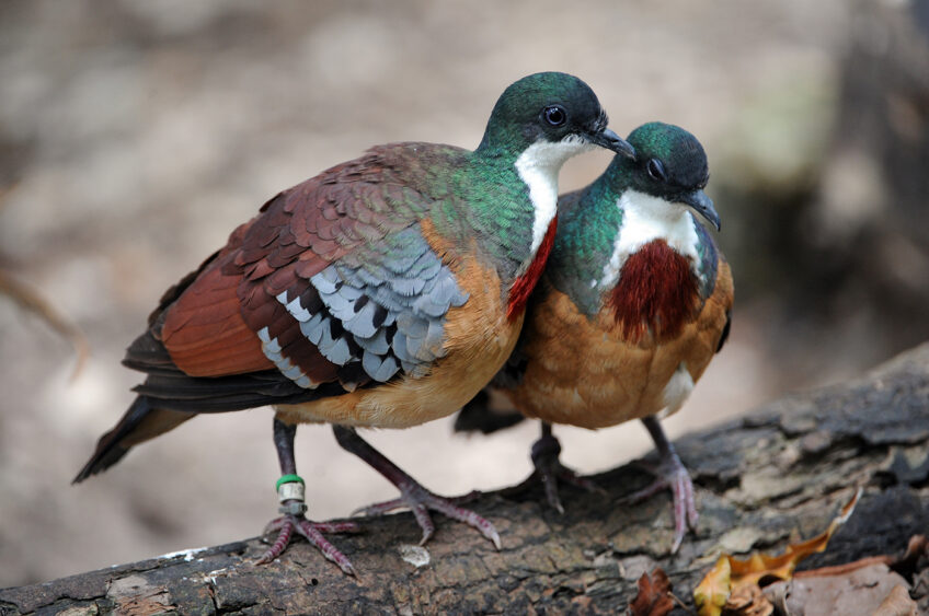 Two colorful birds with rusty brown, green, white, and blue feathers stand close together on a log. One bird has a green identification band on its leg. The background is blurred with earthy tones. Lifestyle