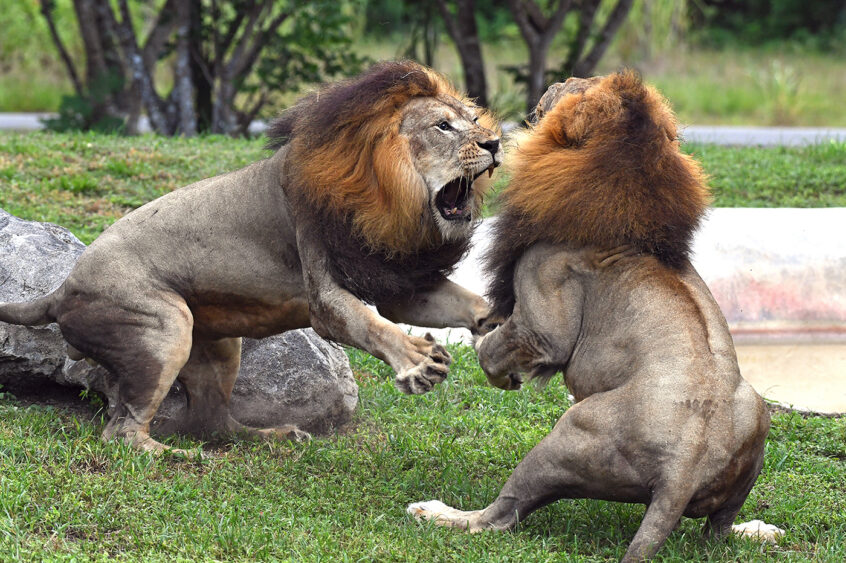 Two male lions with dark manes are engaged in an aggressive fight, baring their teeth and claws, with one roaring at the other on grassy ground near rocks and trees. Lifestyle