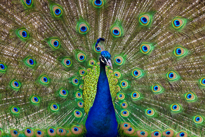 A vibrant peacock with a bright blue body displays its large, colorful tail feathers in a fan shape, showcasing green, yellow, and blue eye-like patterns. Lifestyle